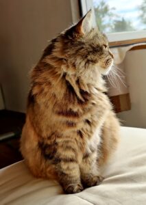 Photo d'un chat tabby brun à poil longs